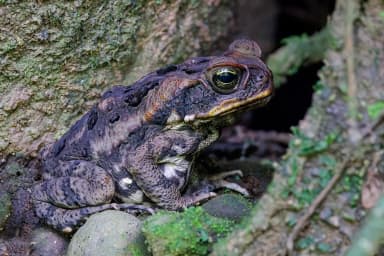 Cane Toad (Rhinella marina)