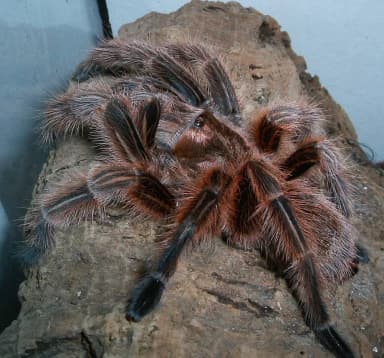 Chilean Rose Hair Tarantula (Grammostola rosea)