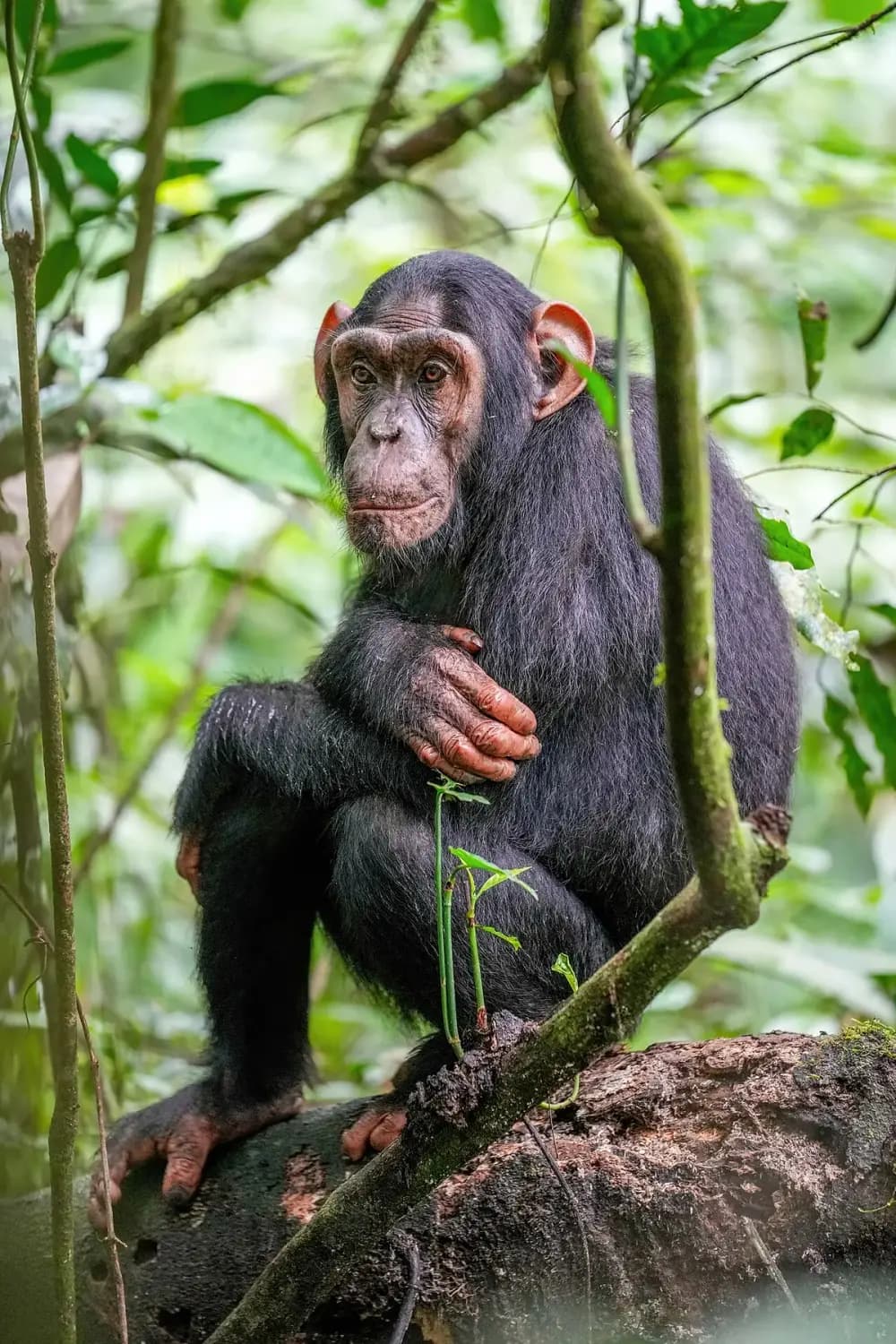 Chimpanzee (Pan troglodytes)