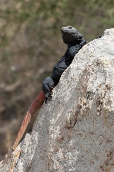 Chuckwalla (Sauromalus ater)