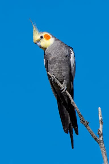 Cockatiel (Nymphicus hollandicus)