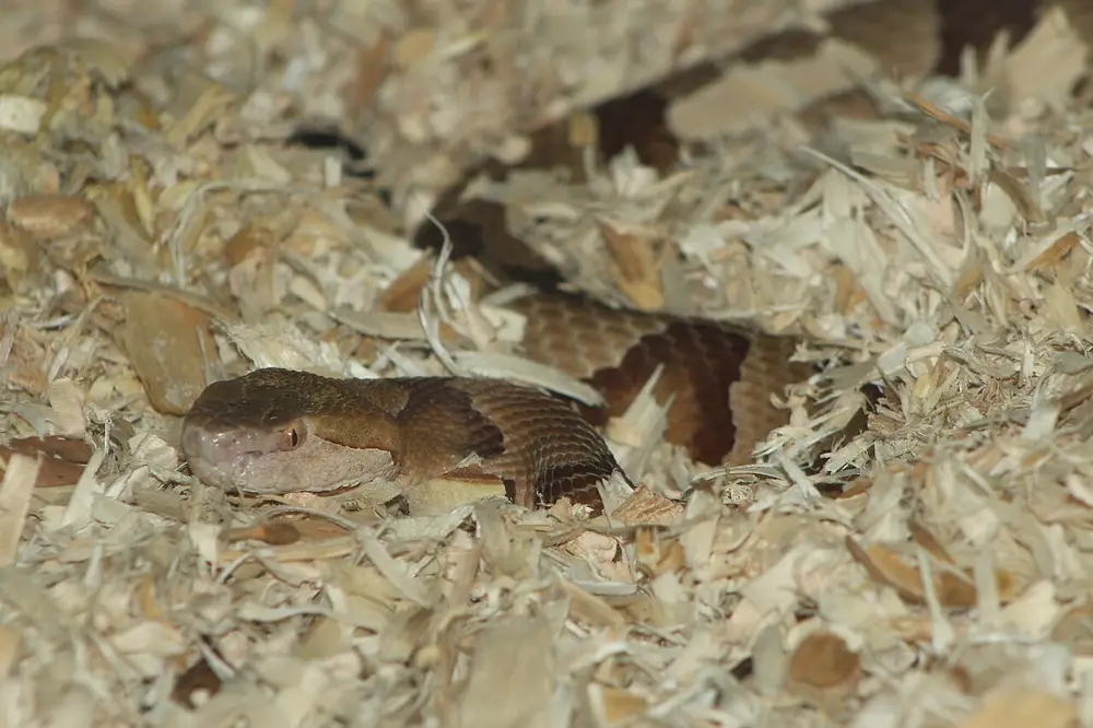 Copperhead (Agkistrodon contortrix)