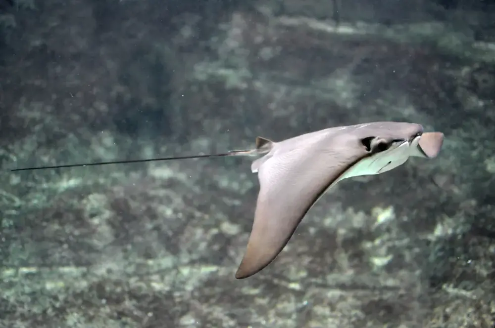 Cownose Ray (Rhinoptera bonasus)