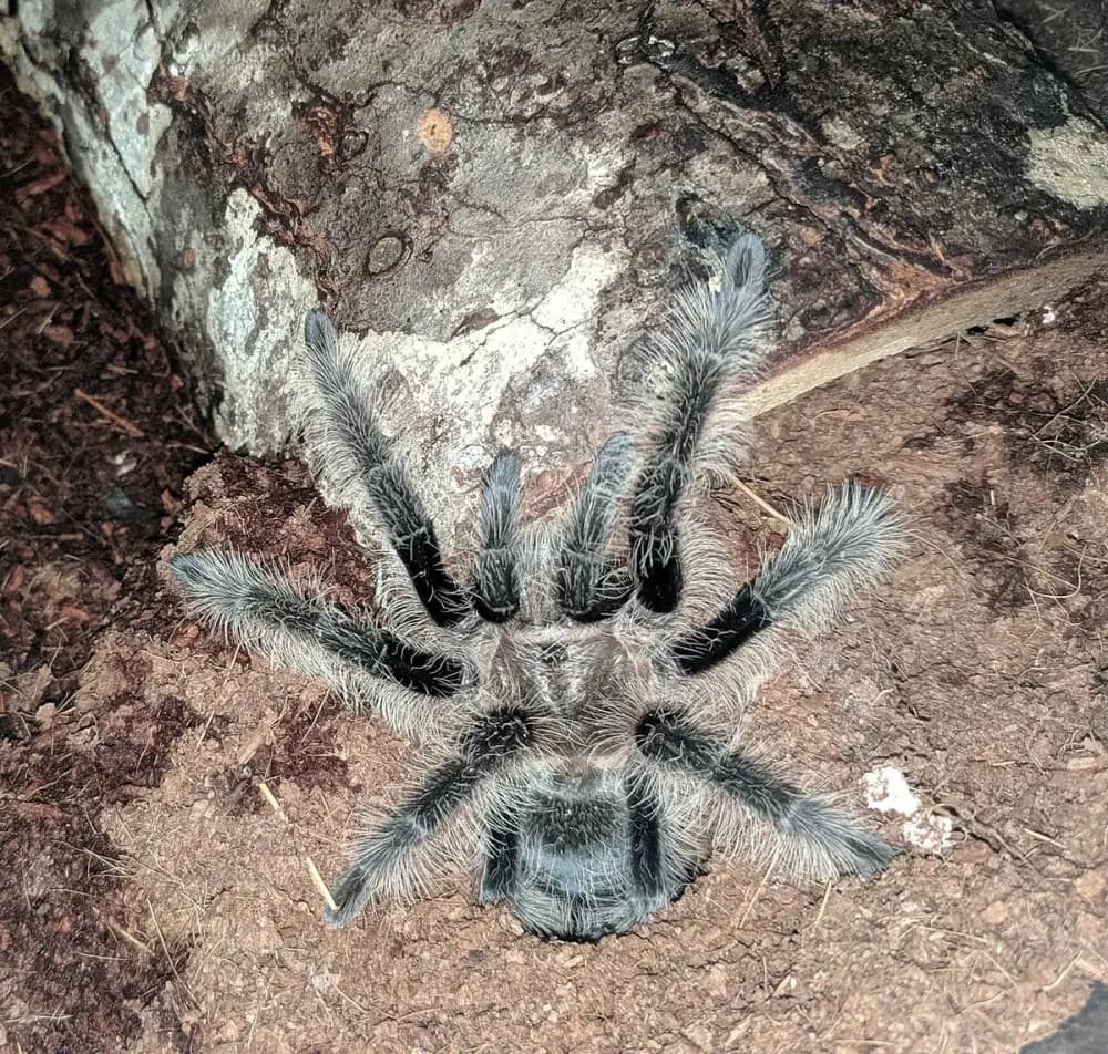 Curly Hair Tarantula (Tliltocatl albopilosus)