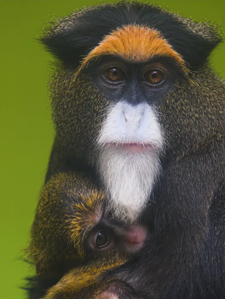 De Brazza's Monkey (Cercopithecus neglectus)