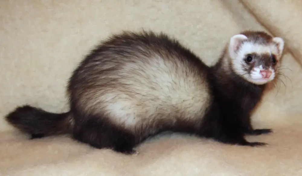 Domestic Ferret (Mustela putorius furo)