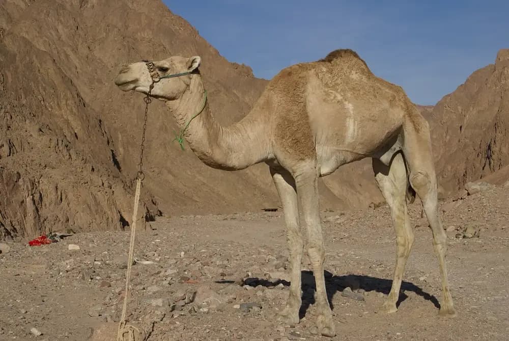 Dromedary Camel (Camelus dromedarius)