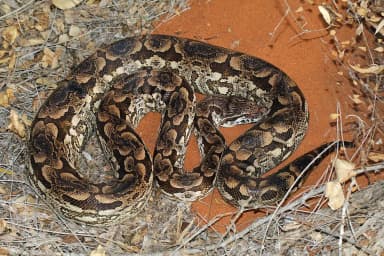 Dumeril's Boa (Acrantophis dumerili)