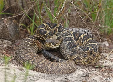 Eastern Diamondback Rattlesnake (Crotalus adamanteus)
