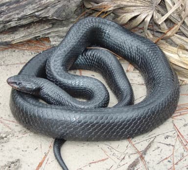 Eastern Indigo Snake (Drymarchon couperi)