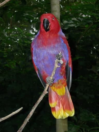 Eclectus Parrot (Eclectus roratus)