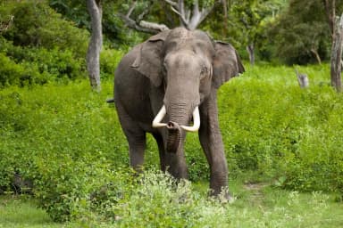 Elephant (Elephantidae)
