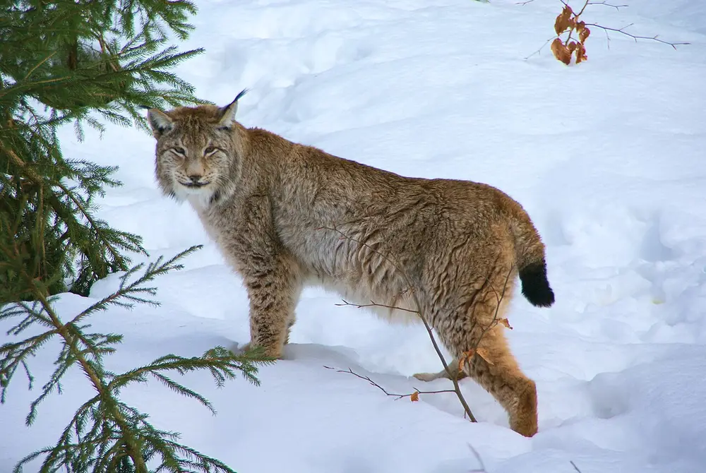 Eurasian Lynx (Lynx lynx)