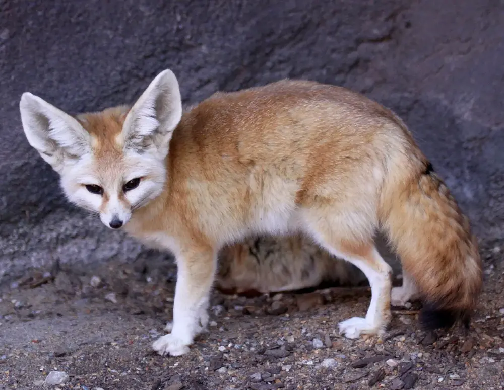 Fennec Fox (Vulpes zerda)
