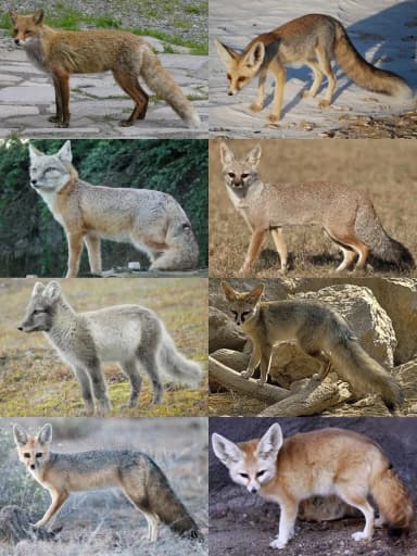 Fox (Vulpes)