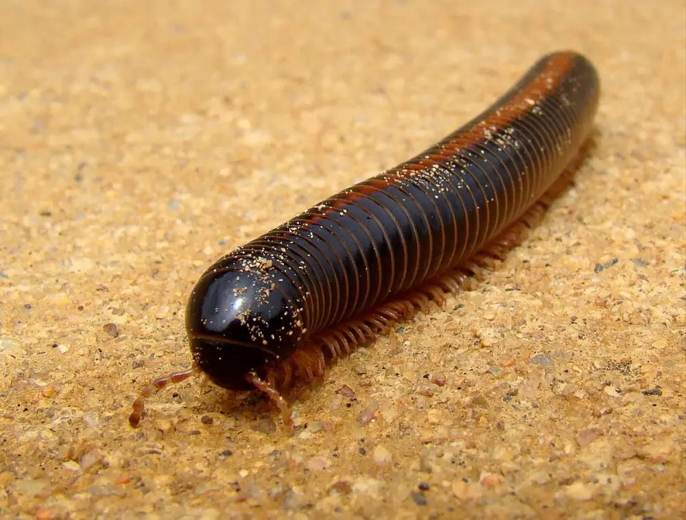 Giant African Millipede (Archispirostreptus gigas)