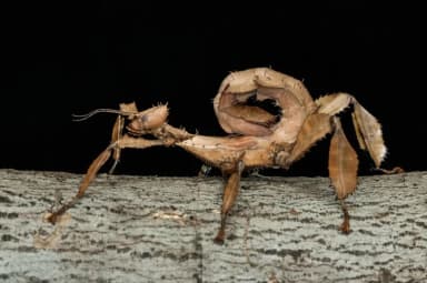 Giant Prickly Stick Insect (Extatosoma tiaratum)