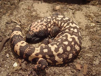 Gila Monster (Heloderma suspectum)