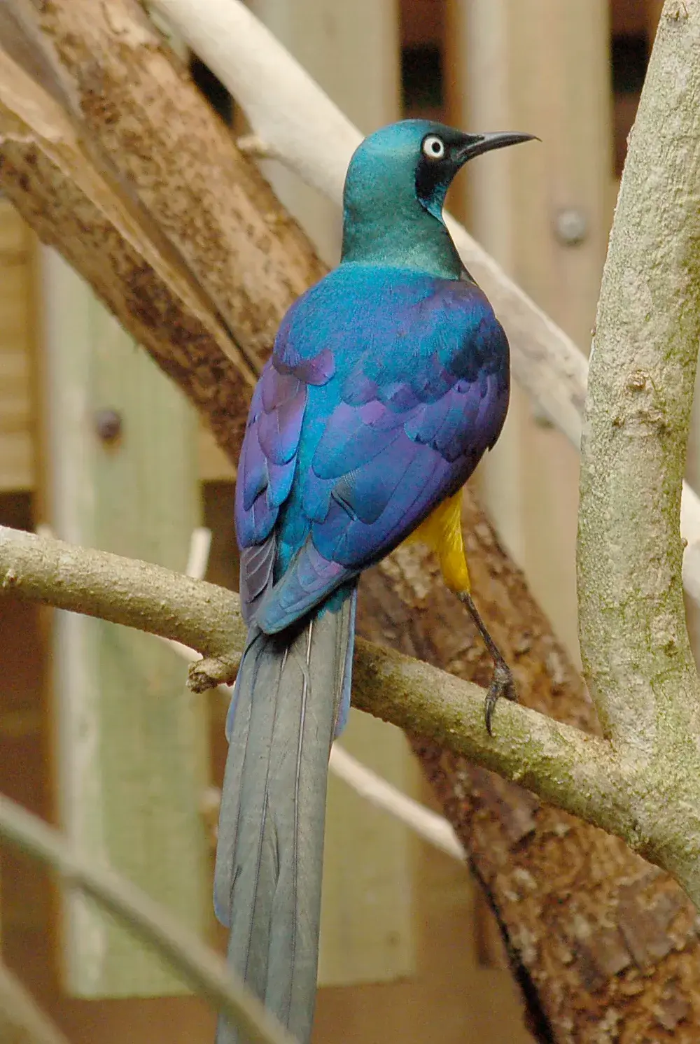 Golden-breasted Starling (Lamprotornis regius)