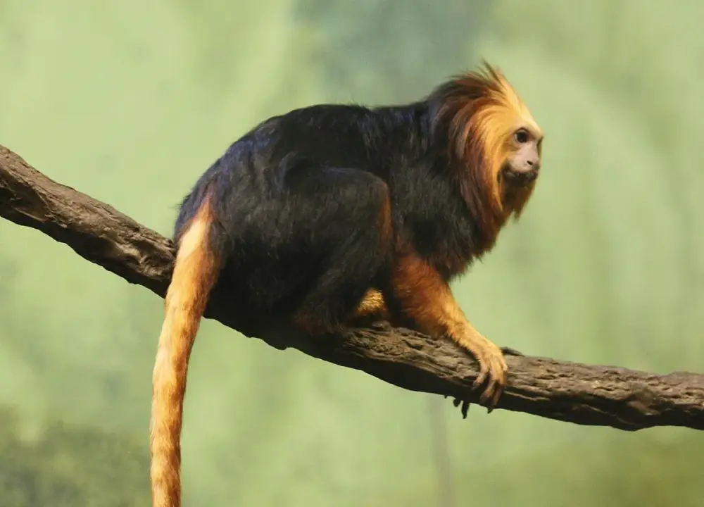 Golden-headed Lion Tamarin (Leontopithecus chrysomelas)