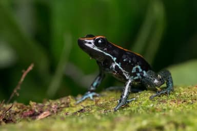 Golfodulcean Poison Frog (Phyllobates vittatus)