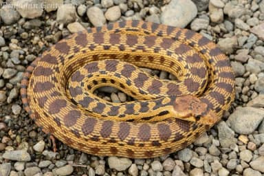 Gopher Snake (Pituophis catenifer)