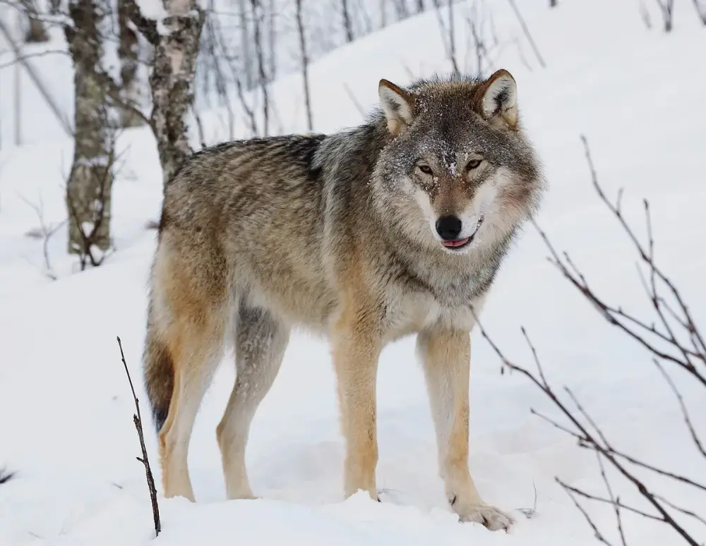 Gray Wolf (Canis lupus)