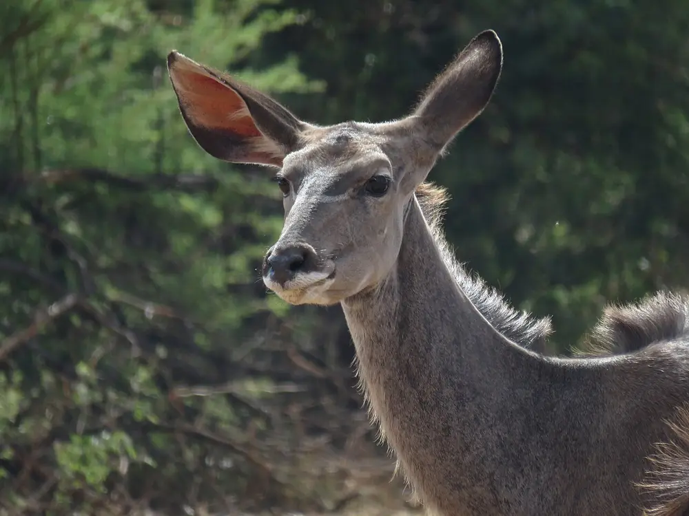 Greater Kudu (Tragelaphus strepsiceros)