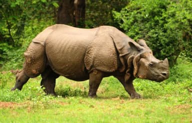 Greater One-horned Rhinoceros (Rhinoceros unicornis)