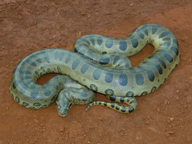 Green Anaconda (Eunectes murinus)