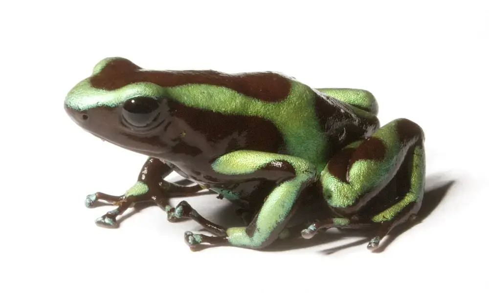 Green-and-Black Poison Dart Frog (Dendrobates auratus)