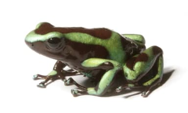 Green-and-Black Poison Dart Frog (Dendrobates auratus)