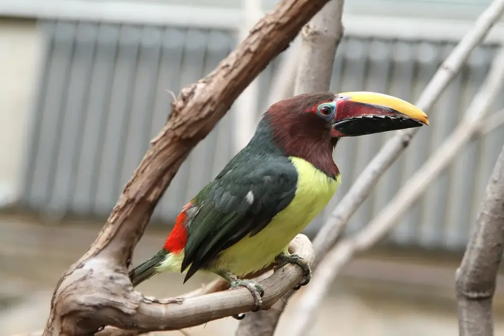 Green Aracari (Pteroglossus viridis)