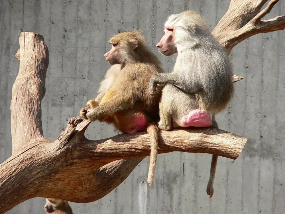 Hamadryas Baboon (Papio hamadryas)