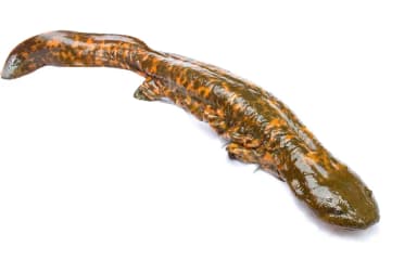Hellbender (Cryptobranchus alleganiensis)