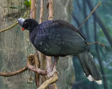 Helmeted Curassow (Pauxi pauxi)