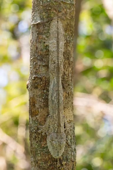 Henkel's Leaf-tailed Gecko (Uroplatus henkeli)