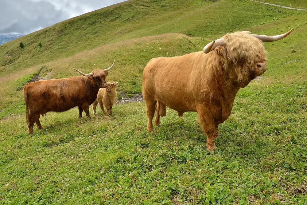 Highland Cattle (Bos taurus)