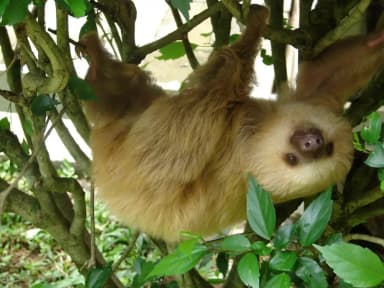 Hoffmann's Two-toed Sloth (Choloepus hoffmanni)