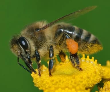 Honey Bee (Apis mellifera)