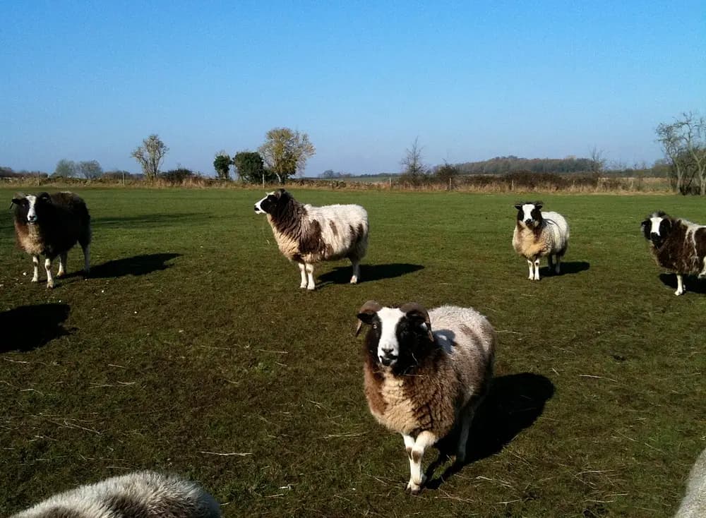 Jacob Sheep (Ovis aries)
