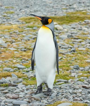 King Penguin (Aptenodytes patagonicus)