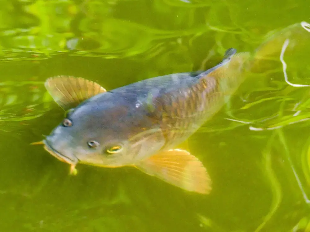 Koi (Cyprinus rubrofuscus)