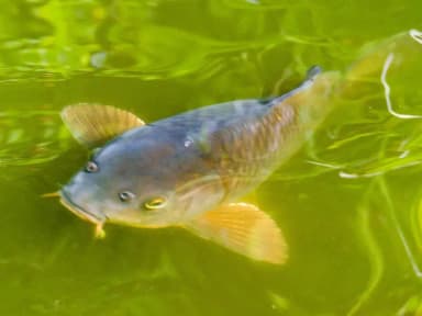 Koi (Cyprinus rubrofuscus)