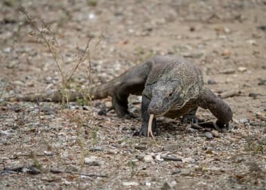 Komodo Dragon (Varanus komodoensis)