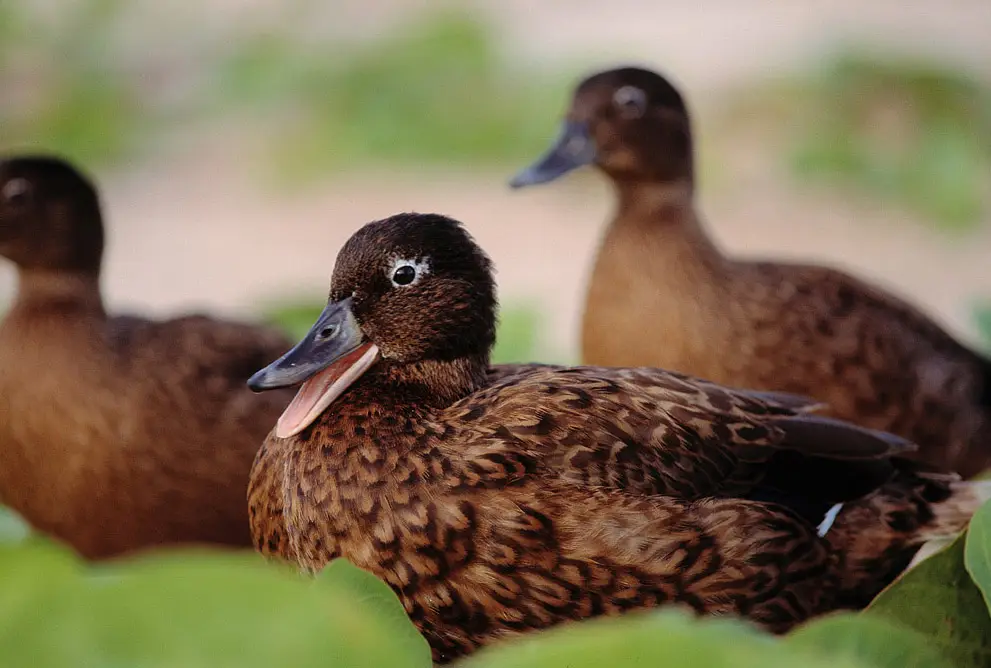 Laysan Duck (Anas laysanensis)