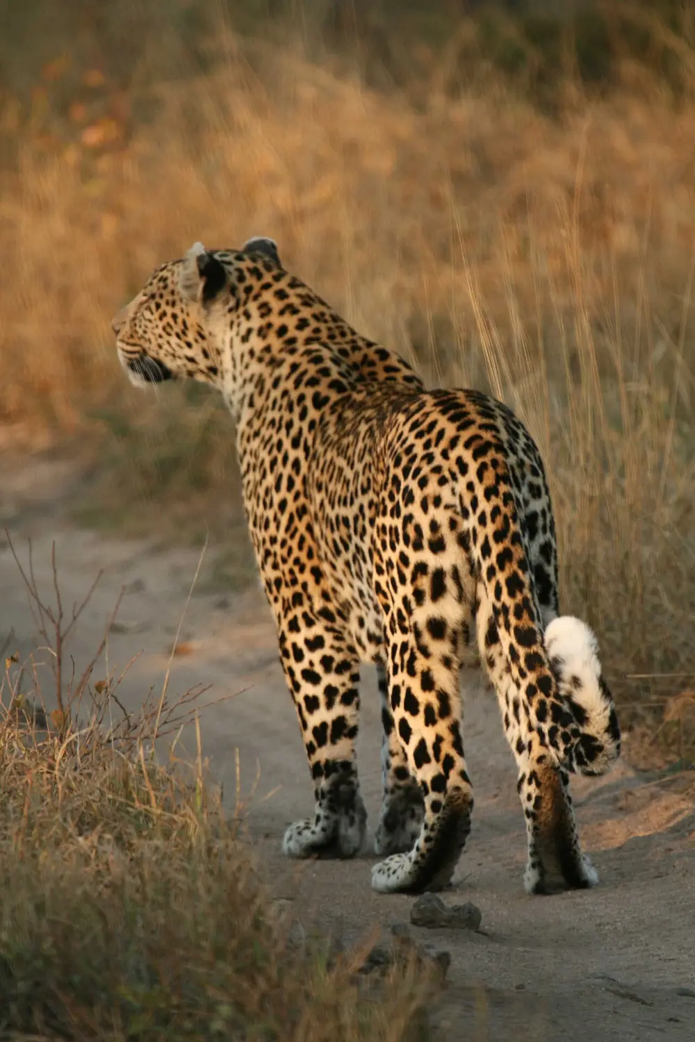 Leopard (Panthera pardus)