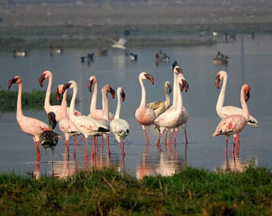 Lesser Flamingo (Phoeniconaias minor)