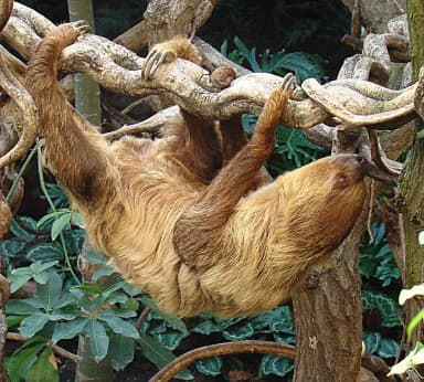 Linnaeus's Two-toed Sloth (Choloepus didactylus)