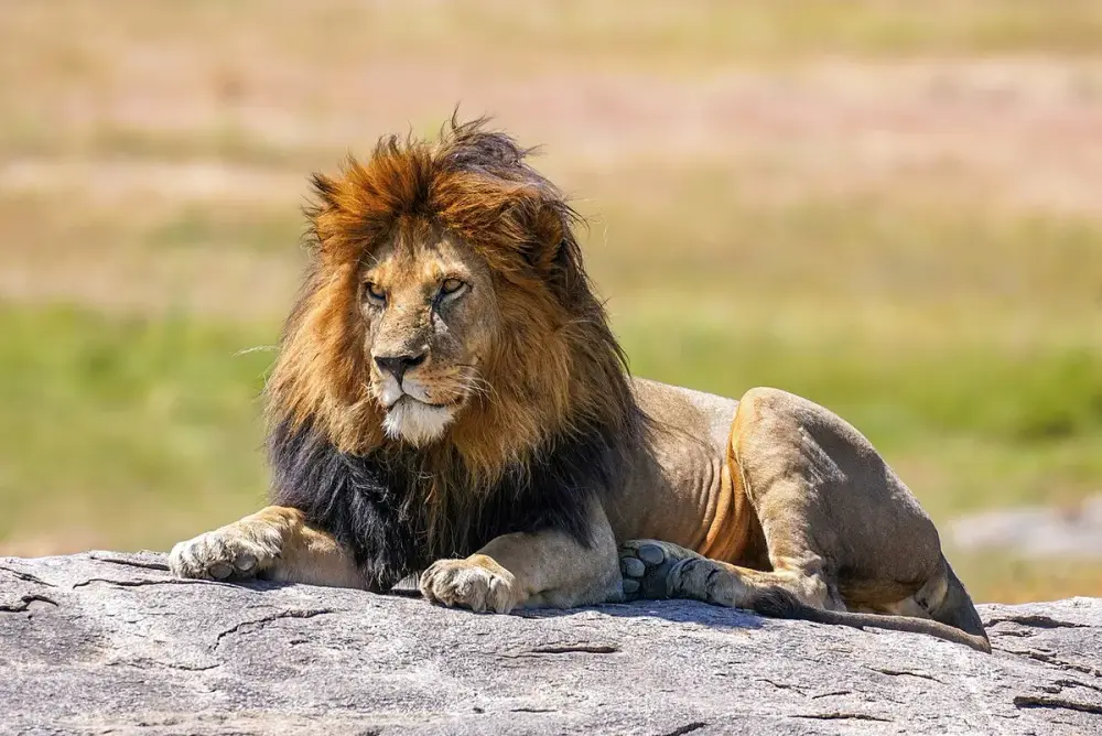 Lion (Panthera leo)